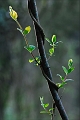 flore_05_04_09 no02_1